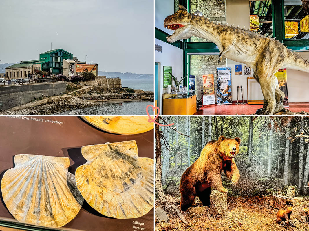 Natural History Museum of Crete (Heraklion): visit + photos